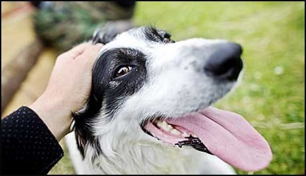 HELSEHUND: En britisk organisasjon satser stort på å få leger til å anbefale hunder for helsas skyld. Foto: Scanpix
