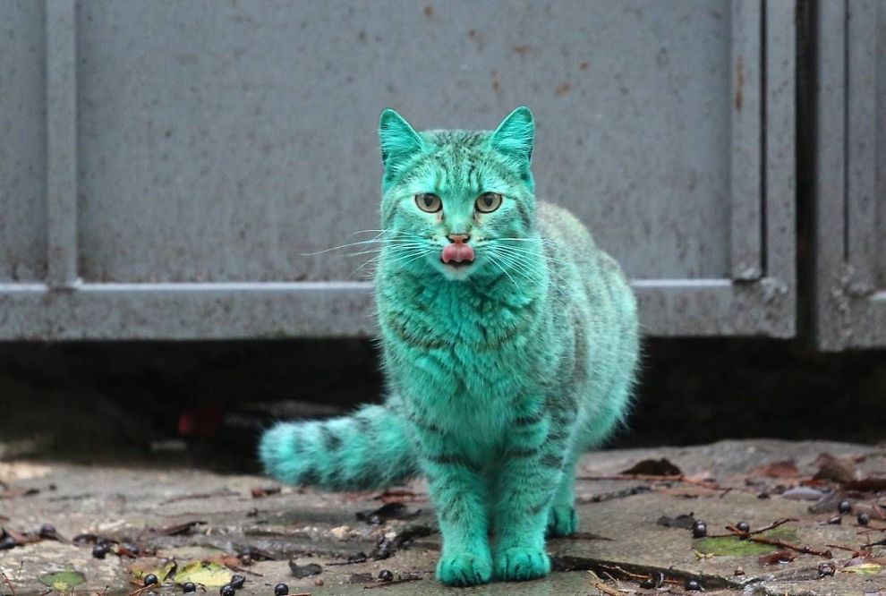 Фауна нашего городка - Страница 30 BGR__Bulgaria_Green_Cat